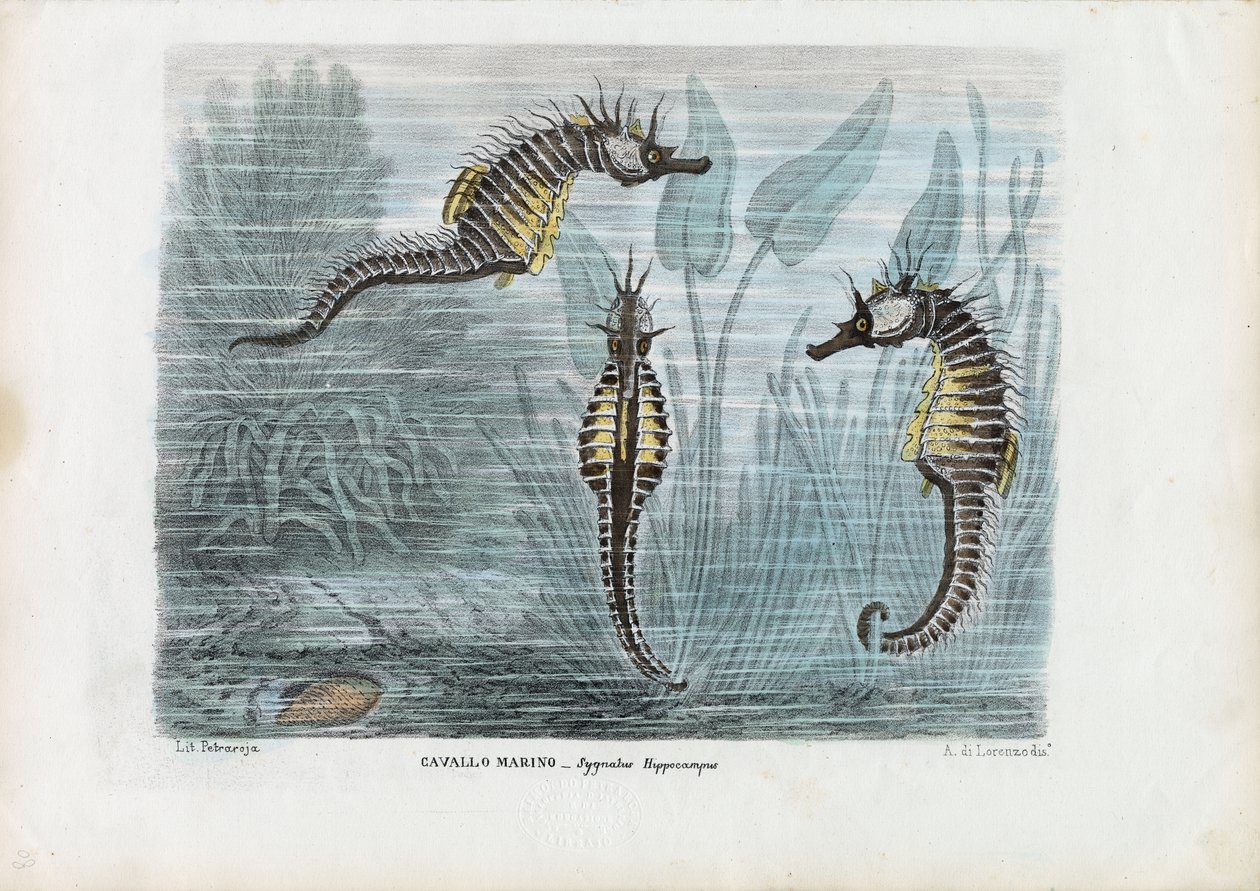 Zeepaardjes, 1863-79 door Raimundo Petraroja