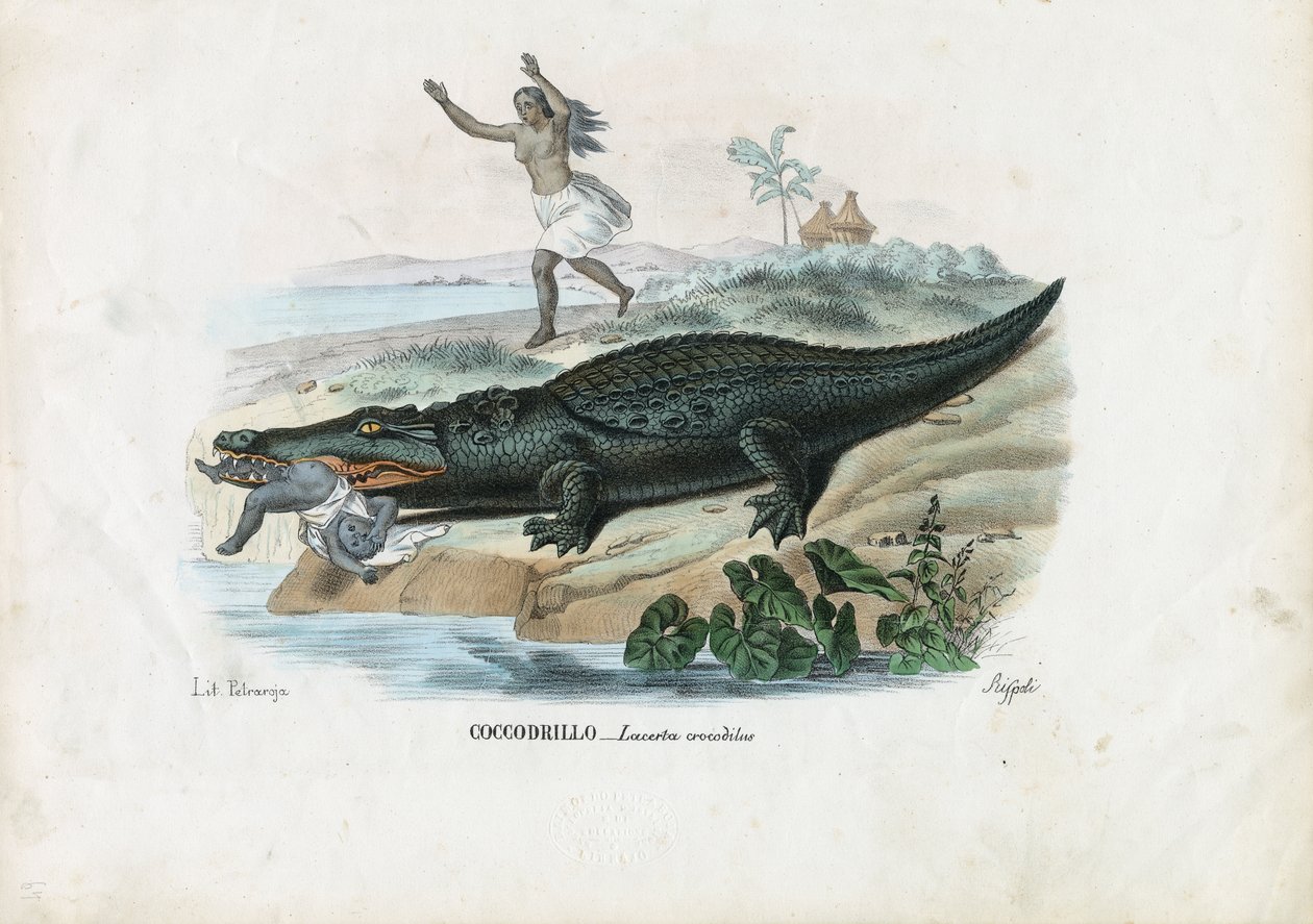 Brilkaaiman, 1863-79 door Raimundo Petraroja