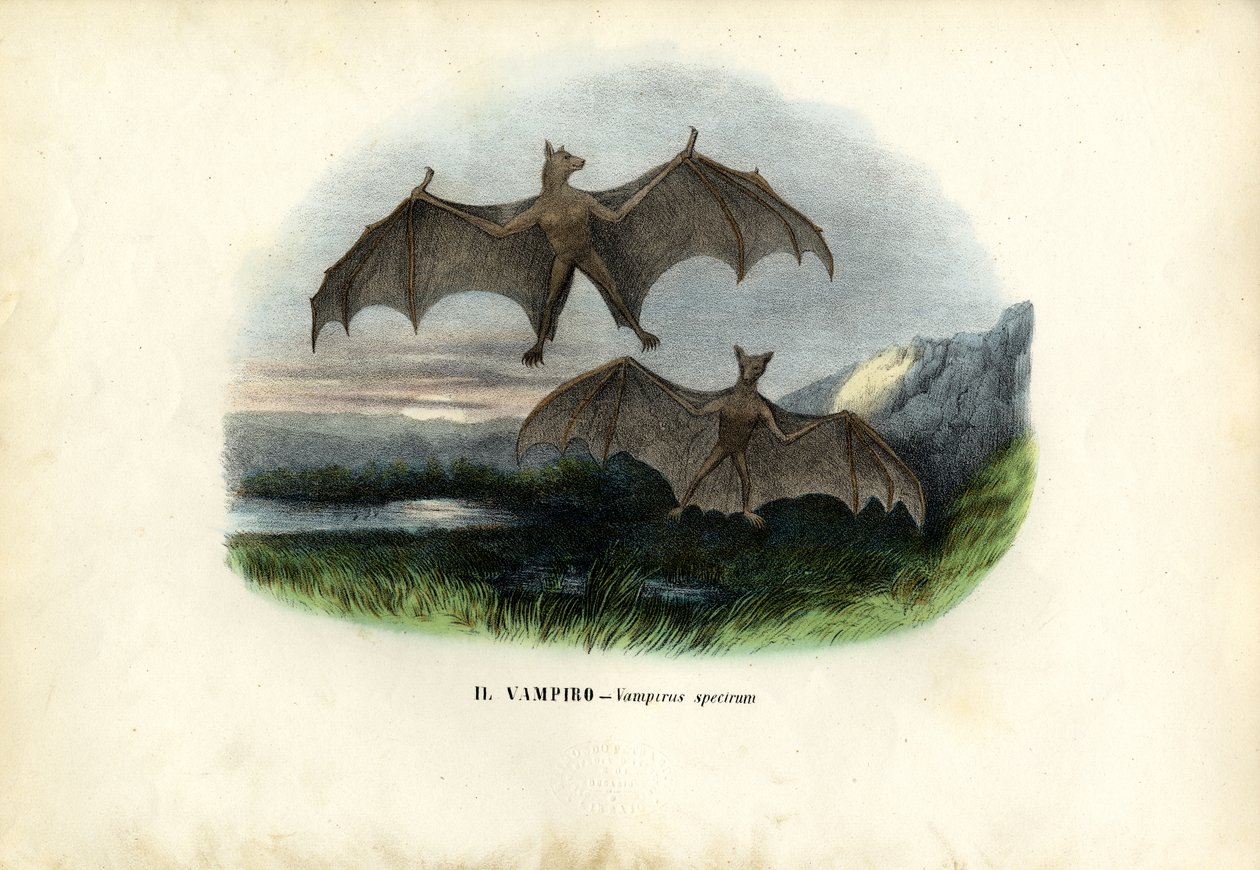 Spectrale vleermuis, 1863-79 door Raimundo Petraroja