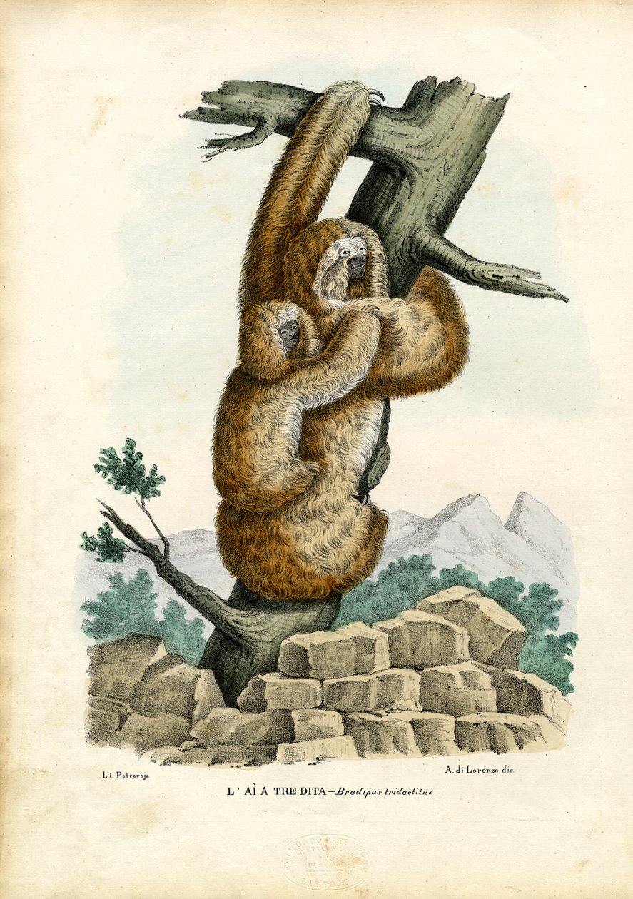 Drievingerige luiaard, 1863-79 door Raimundo Petraroja