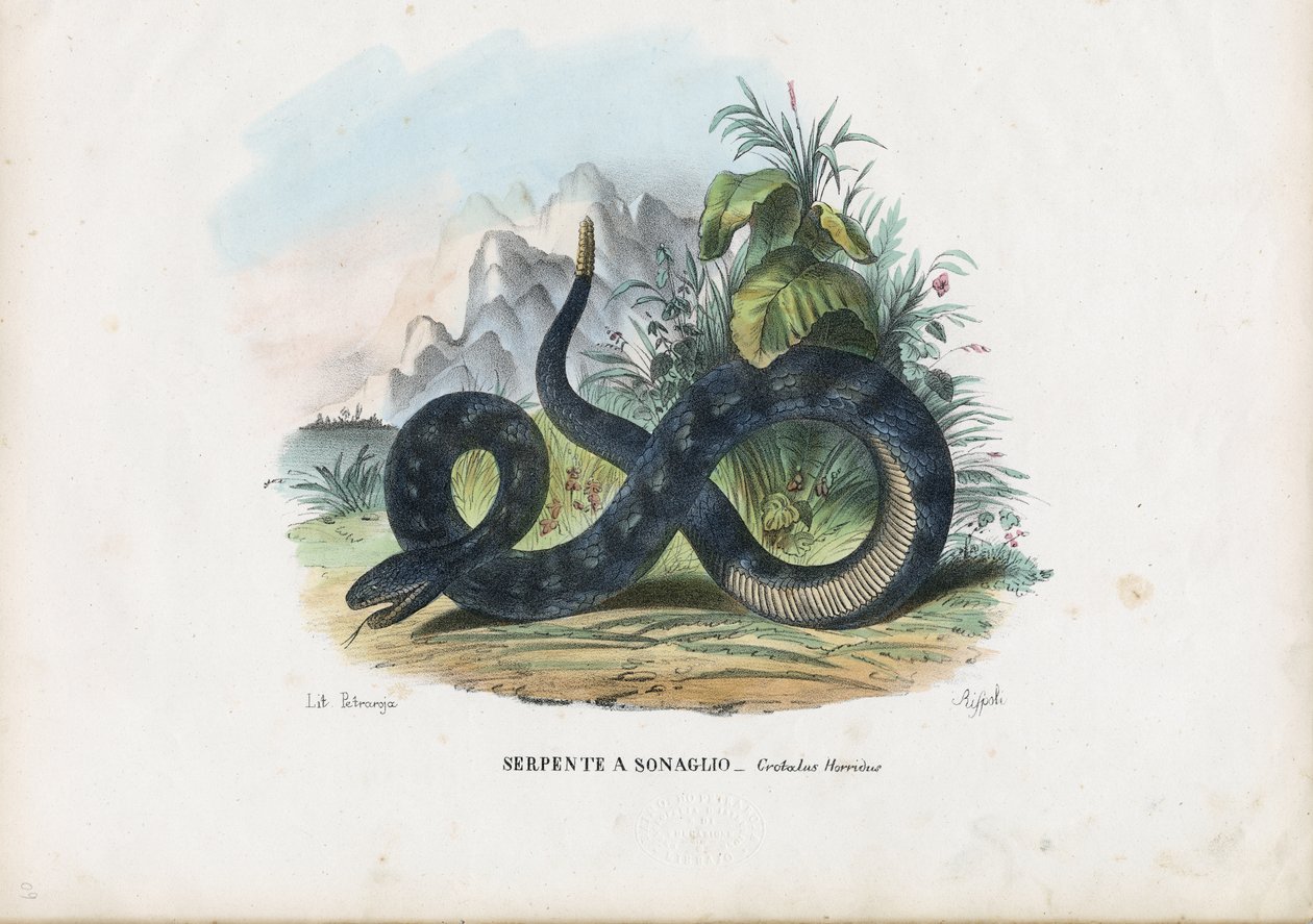 Houten Rattelslang, 1863-79 door Raimundo Petraroja