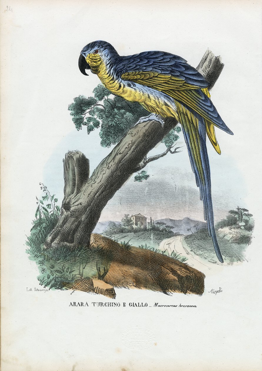 Blauw-en-Gele Ara, 1863-79 door Raimundo Petraroja