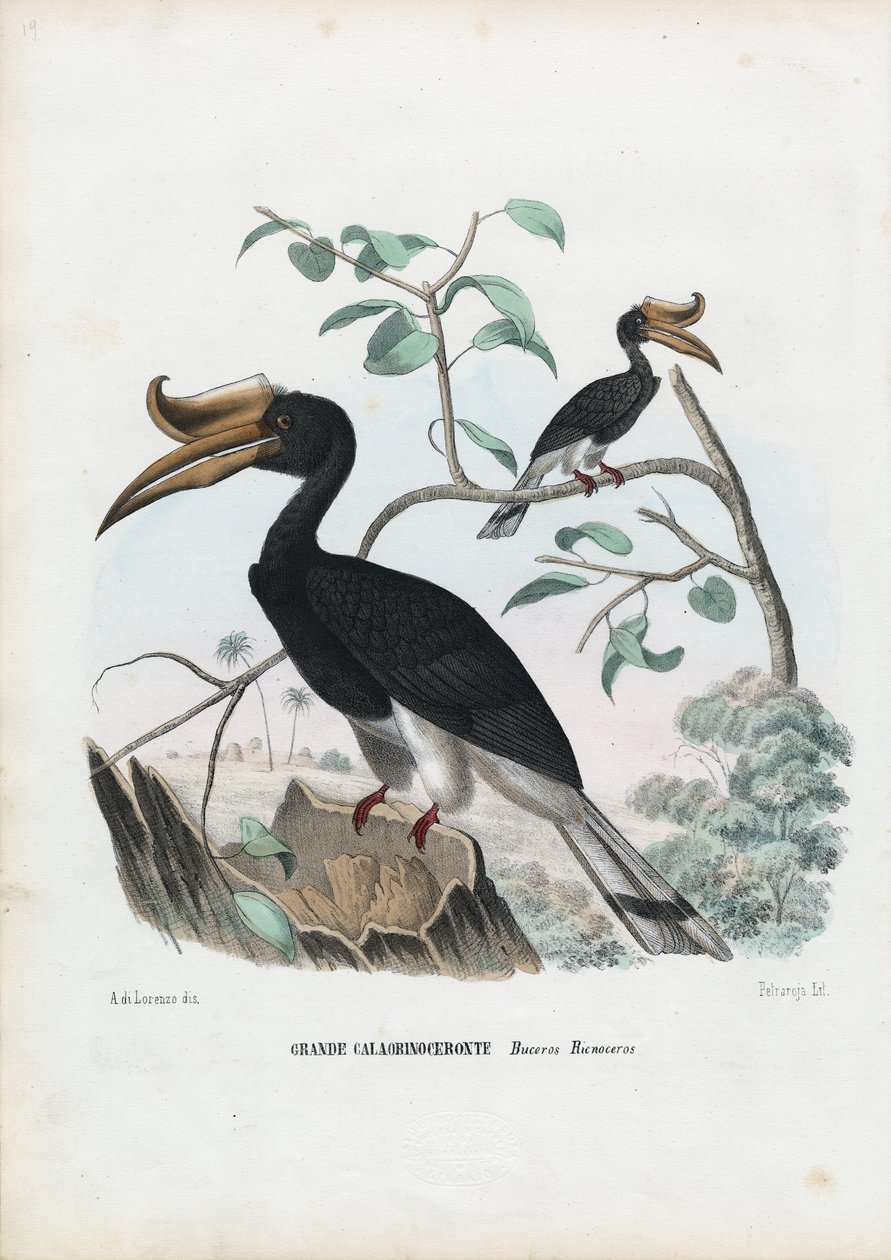 Grote Neushoornvogel, 1863-79 door Raimundo Petraroja