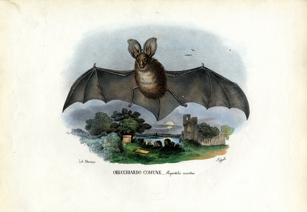 Grijze Langoorvleermuis, 1863-79 door Raimundo Petraroja