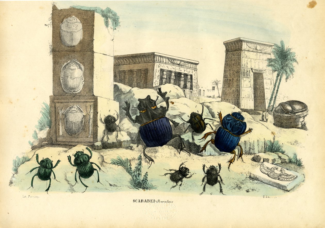 Scarabee kevers, 1863-79 door Raimundo Petraroja