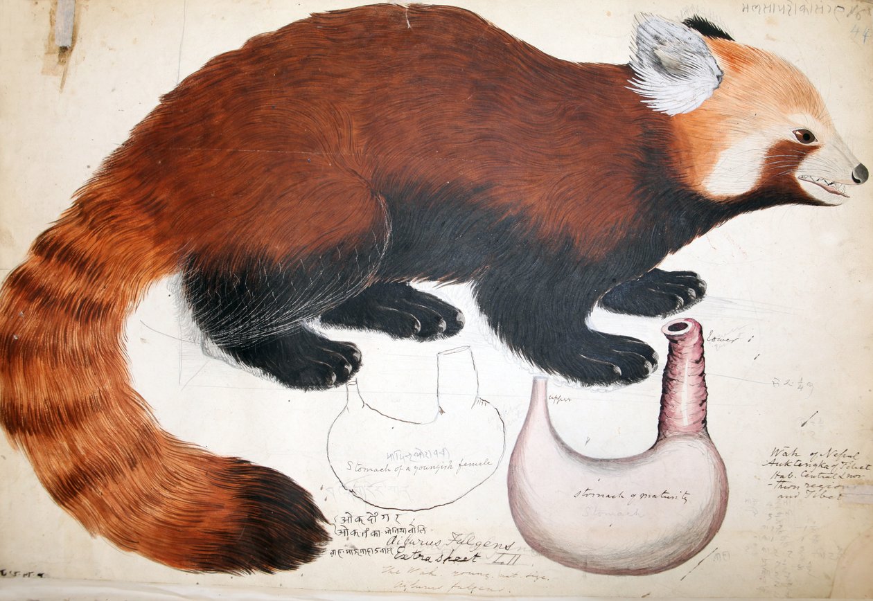 Hodgson Manuscripten Rode Panda, 1831-47 door Raj Man Singh