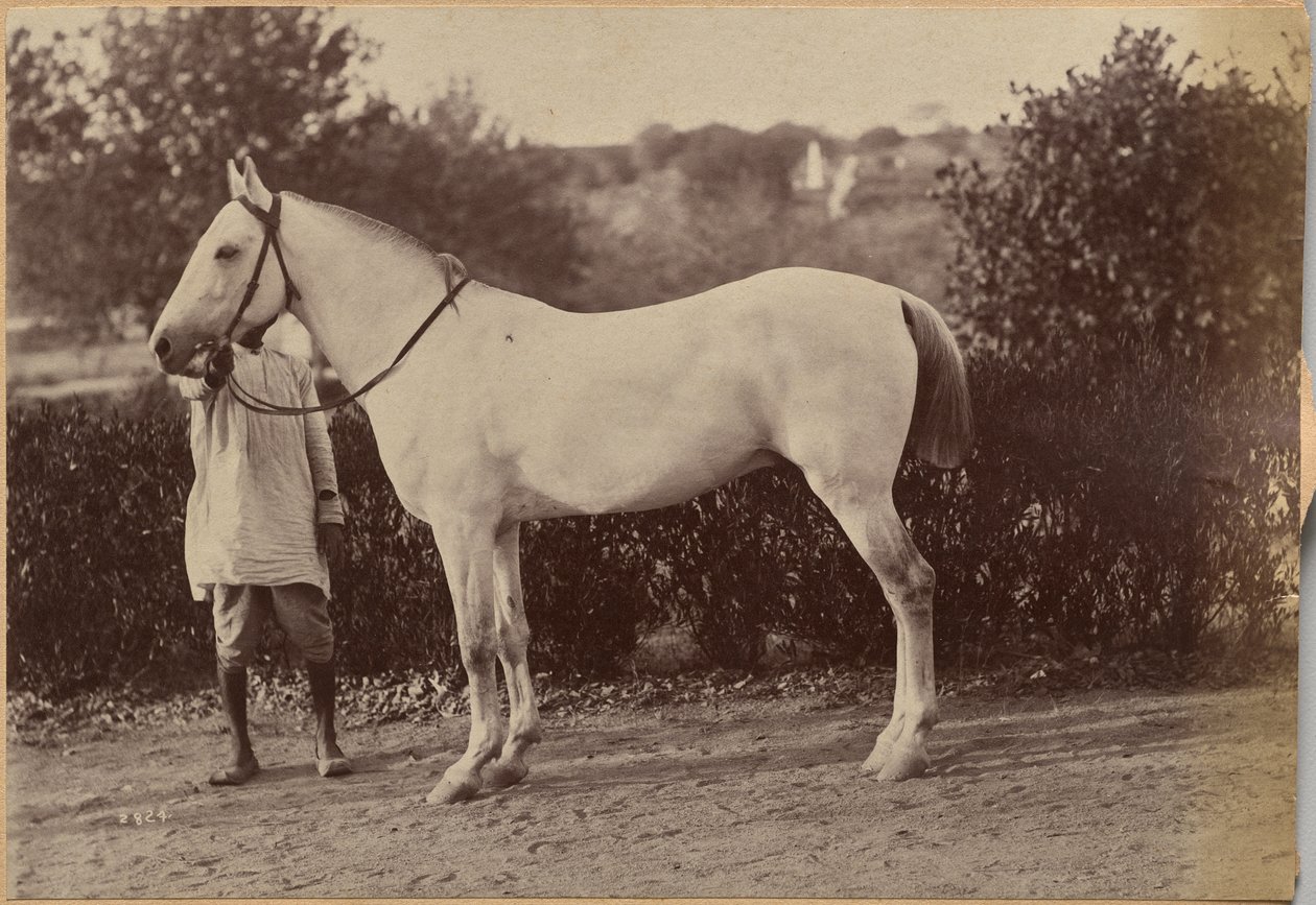 Het paard van kapitein Bailward, Jhansi (verso, rechts) door Raja Deen Dayal