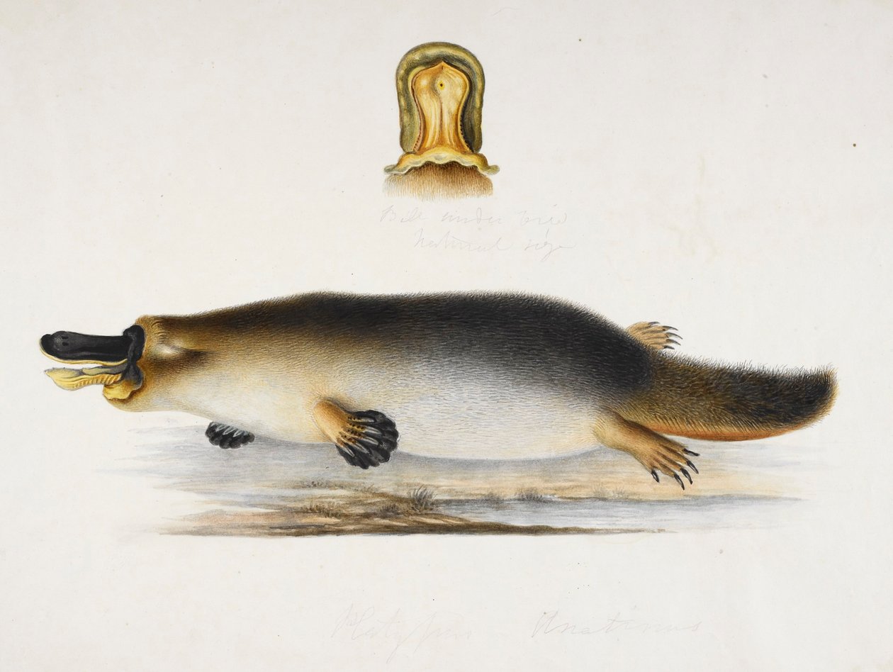 Een vogelbekdier bij een vijver, met een detail van zijn snavel, ca.1820 door Ram Sita