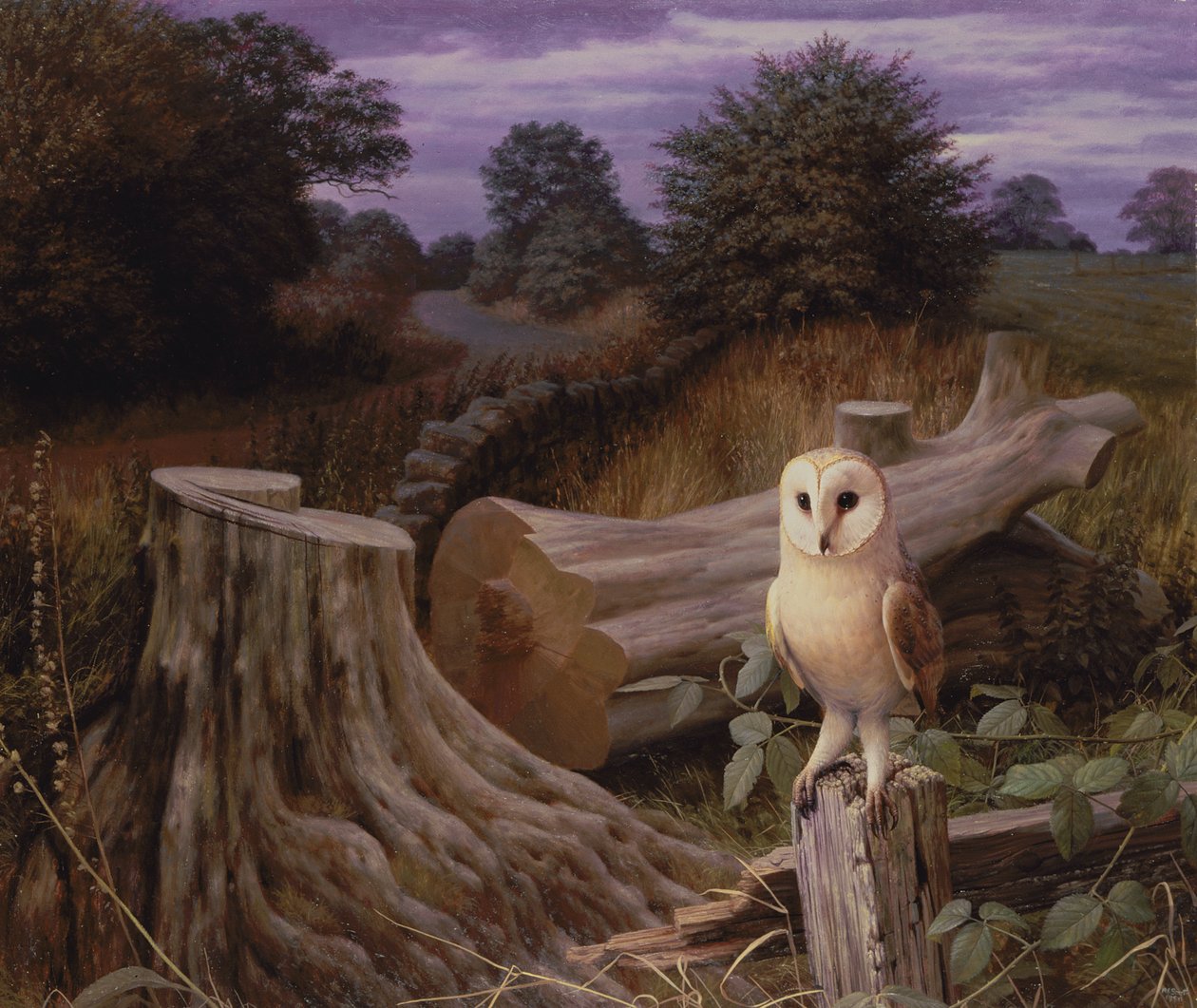 Kerkuil bij zonsopgang door Raymond Booth