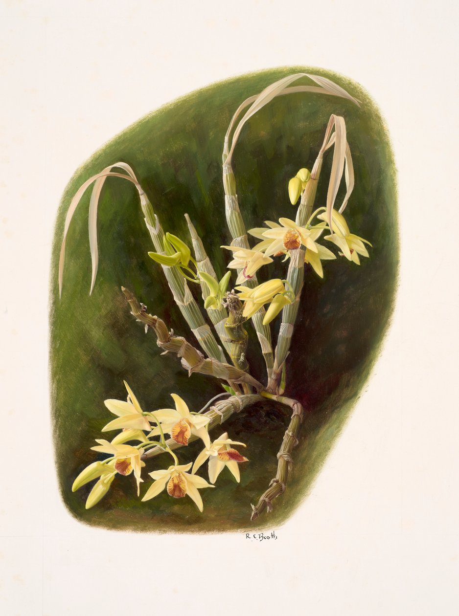 Dendrolium aureum (olieverf op papier) door Raymond Booth