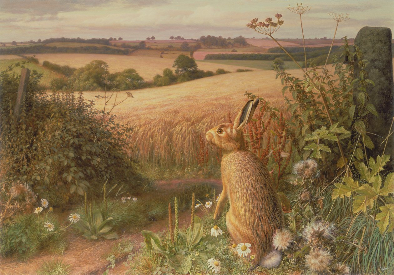 Haas in een veld door Raymond Booth
