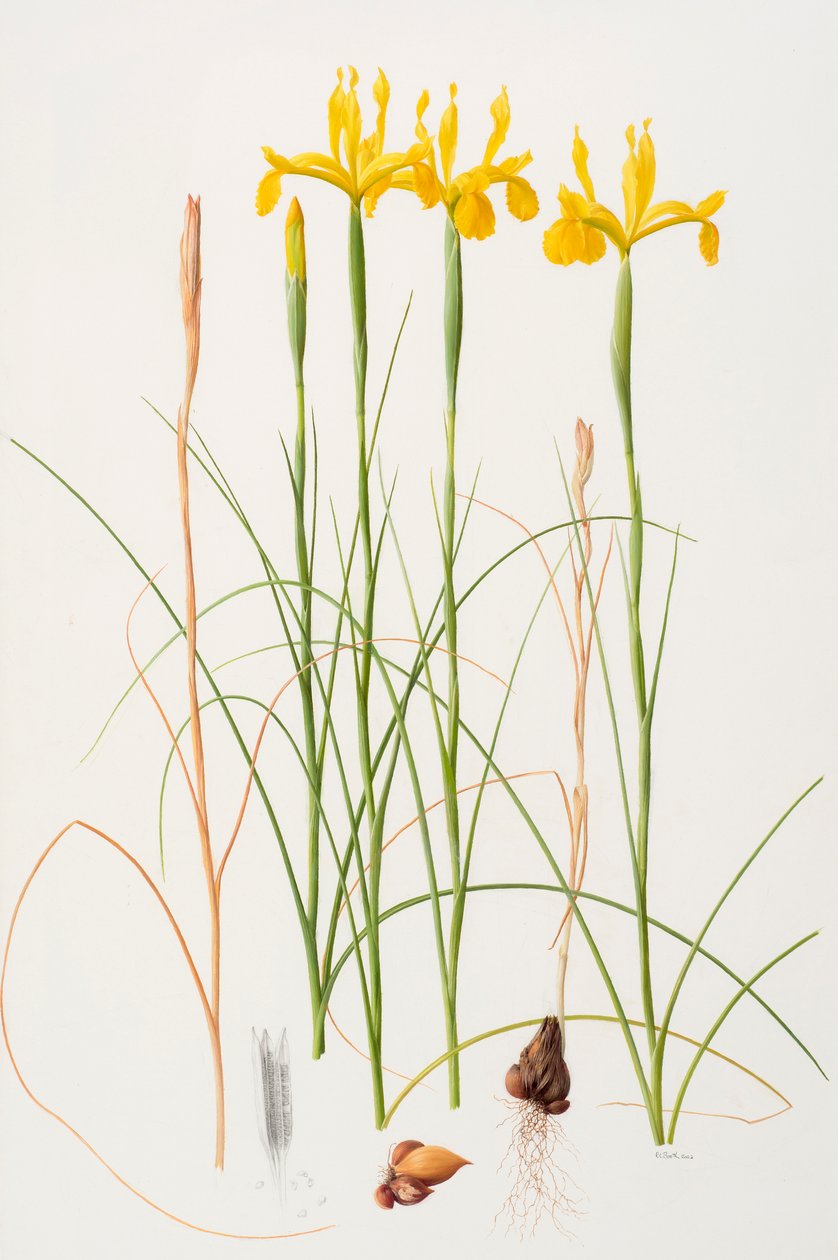Iris spuria, 2002 (olieverf op papier) door Raymond Booth