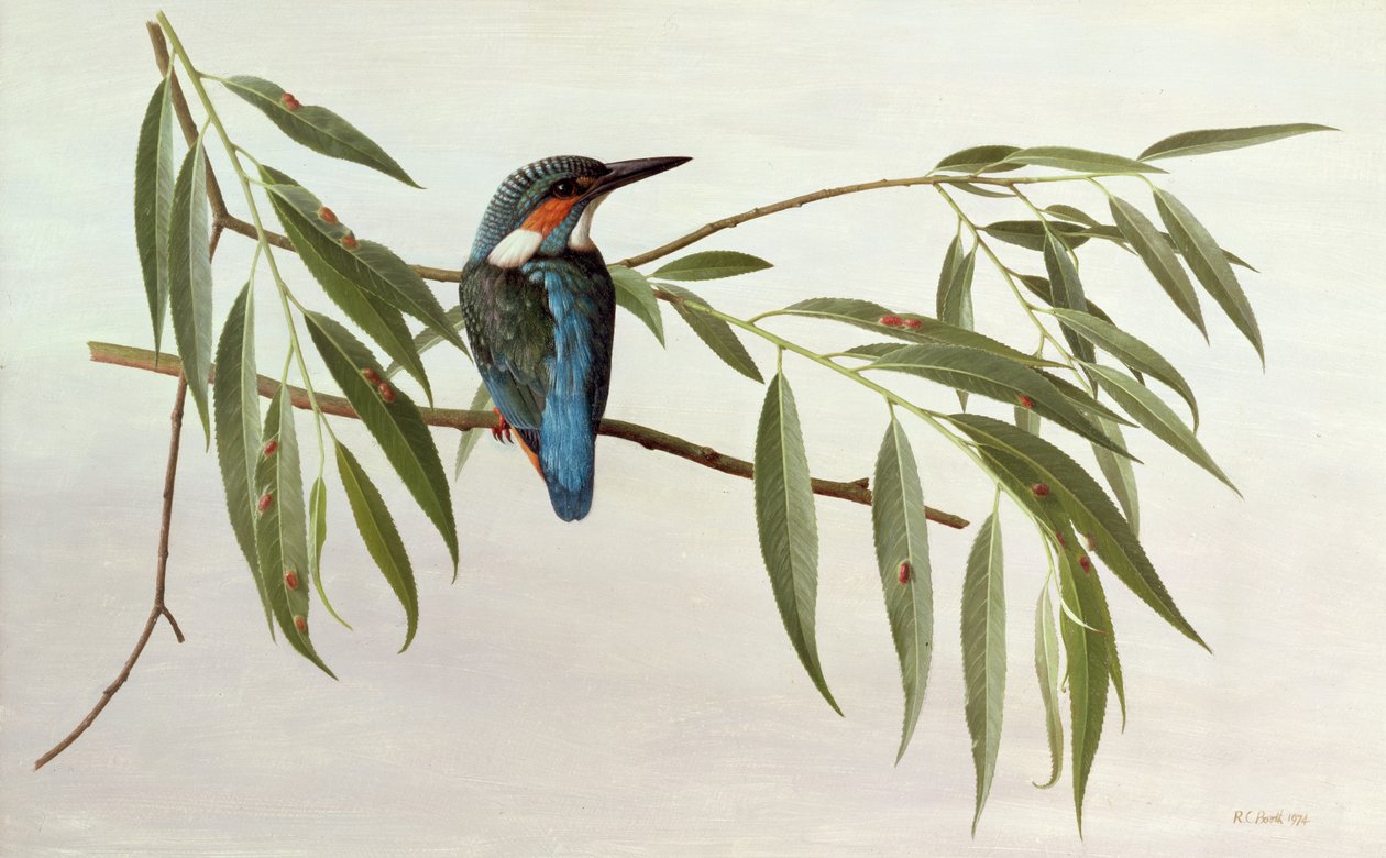 IJsvogel door Raymond Booth