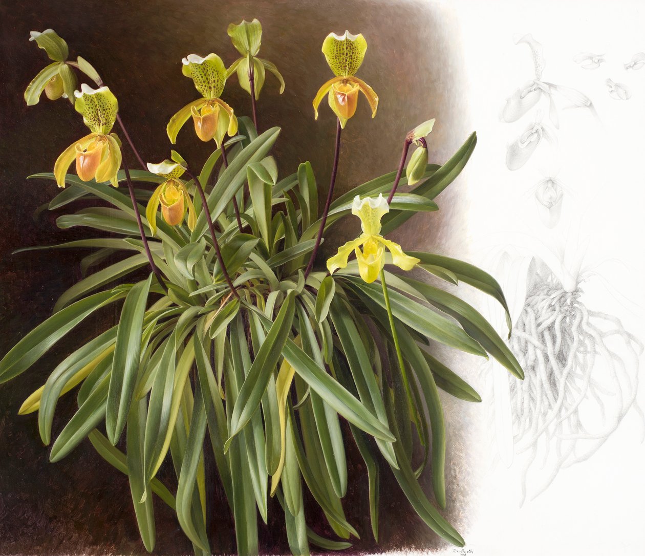 Orchideeën door Raymond Booth