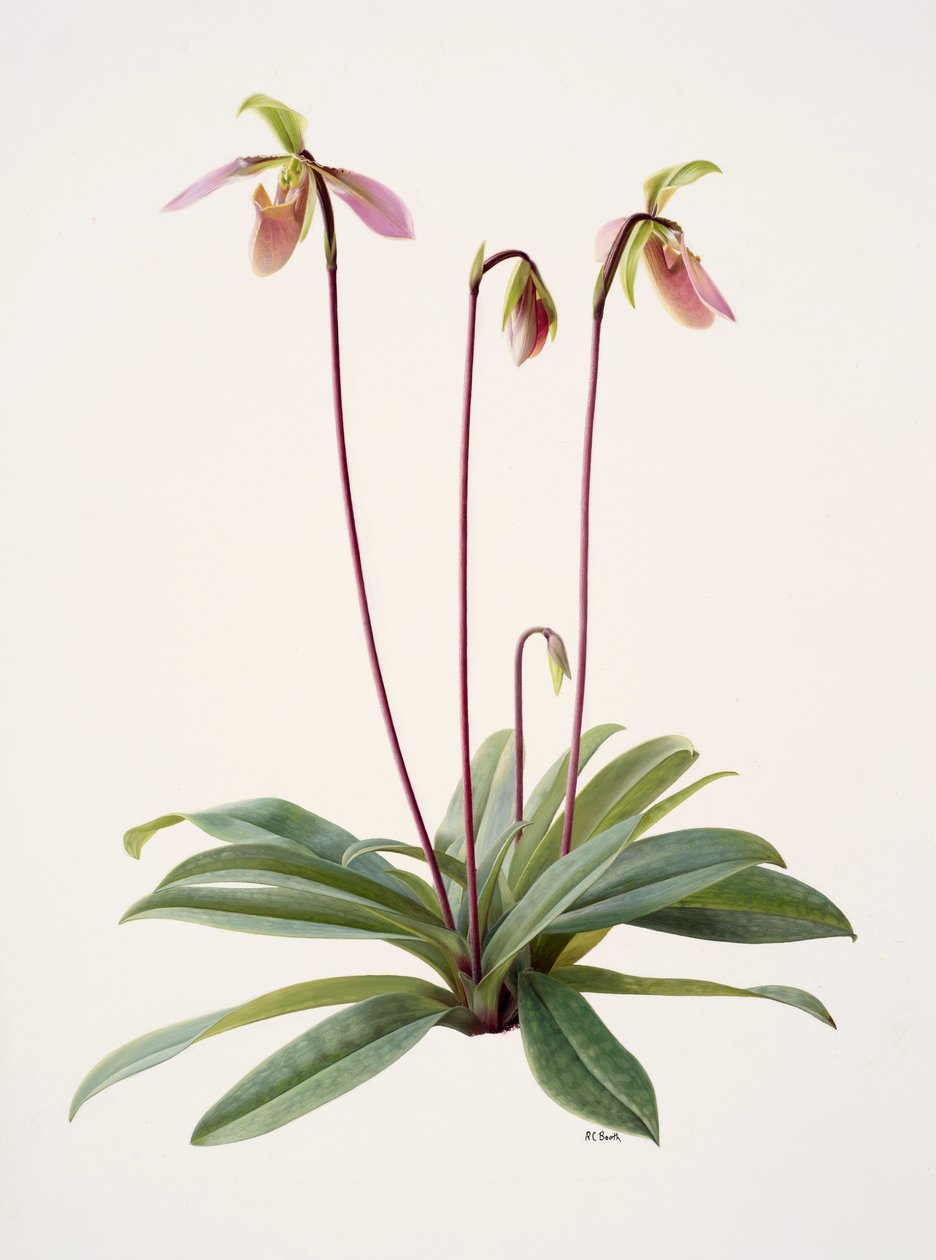 Pophiopedrium appletonianum (olieverf op papier) door Raymond Booth