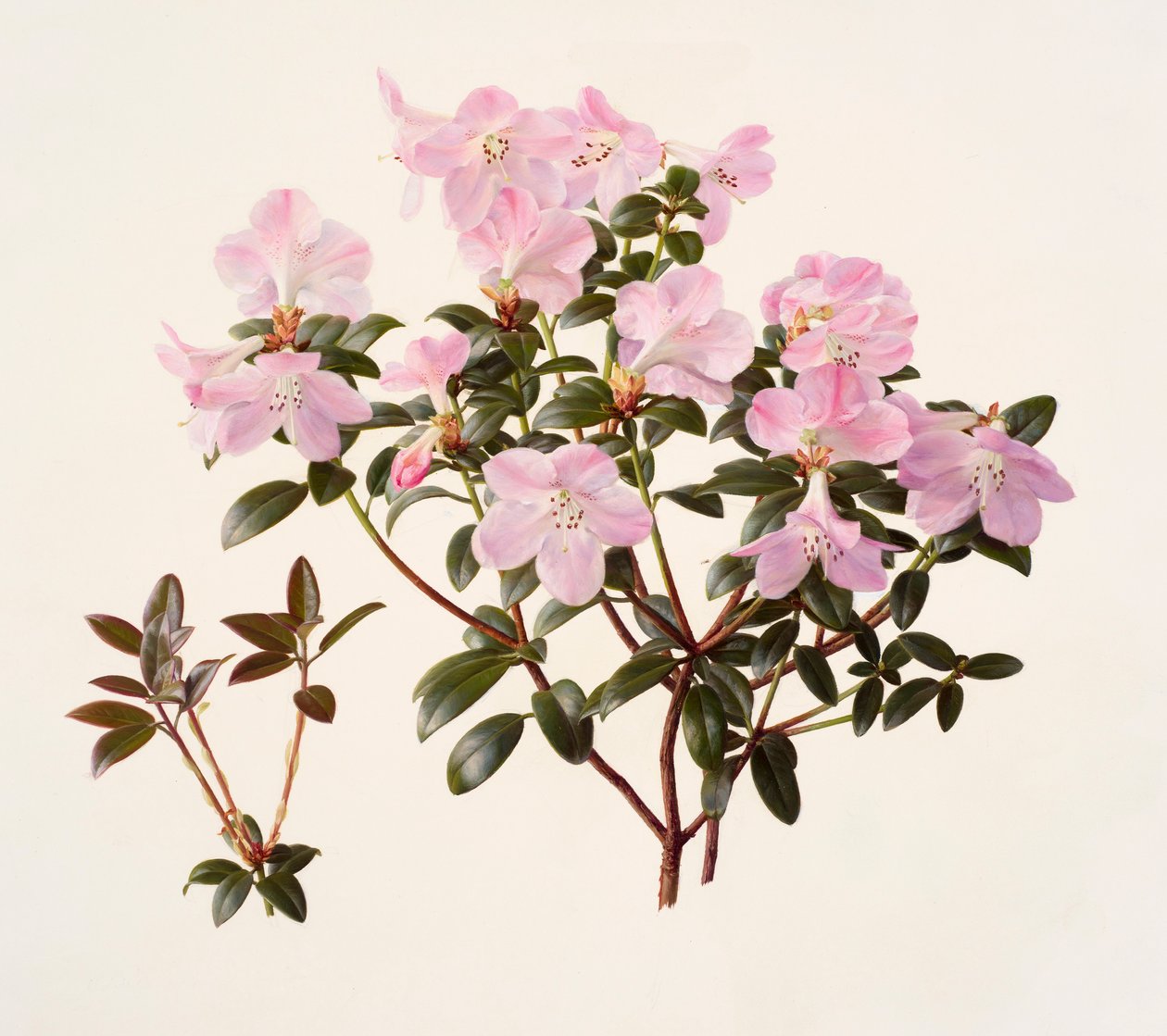 Rhododendron moupinense rozebloemig (olieverf op papier) door Raymond Booth