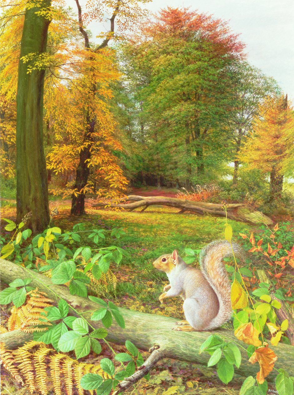 Eekhoorn op een omgevallen boom door Raymond Booth