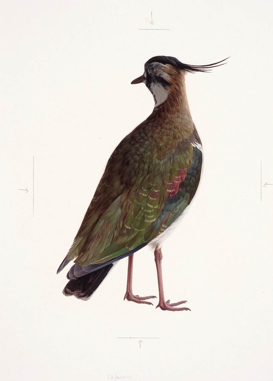 Studie van een kievit (olieverf op papier) door Raymond Booth