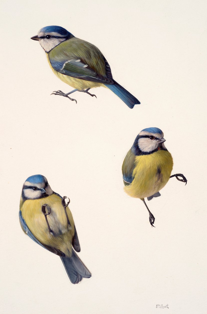 Drie studies van een pimpelmees (olieverf op papier) door Raymond Booth
