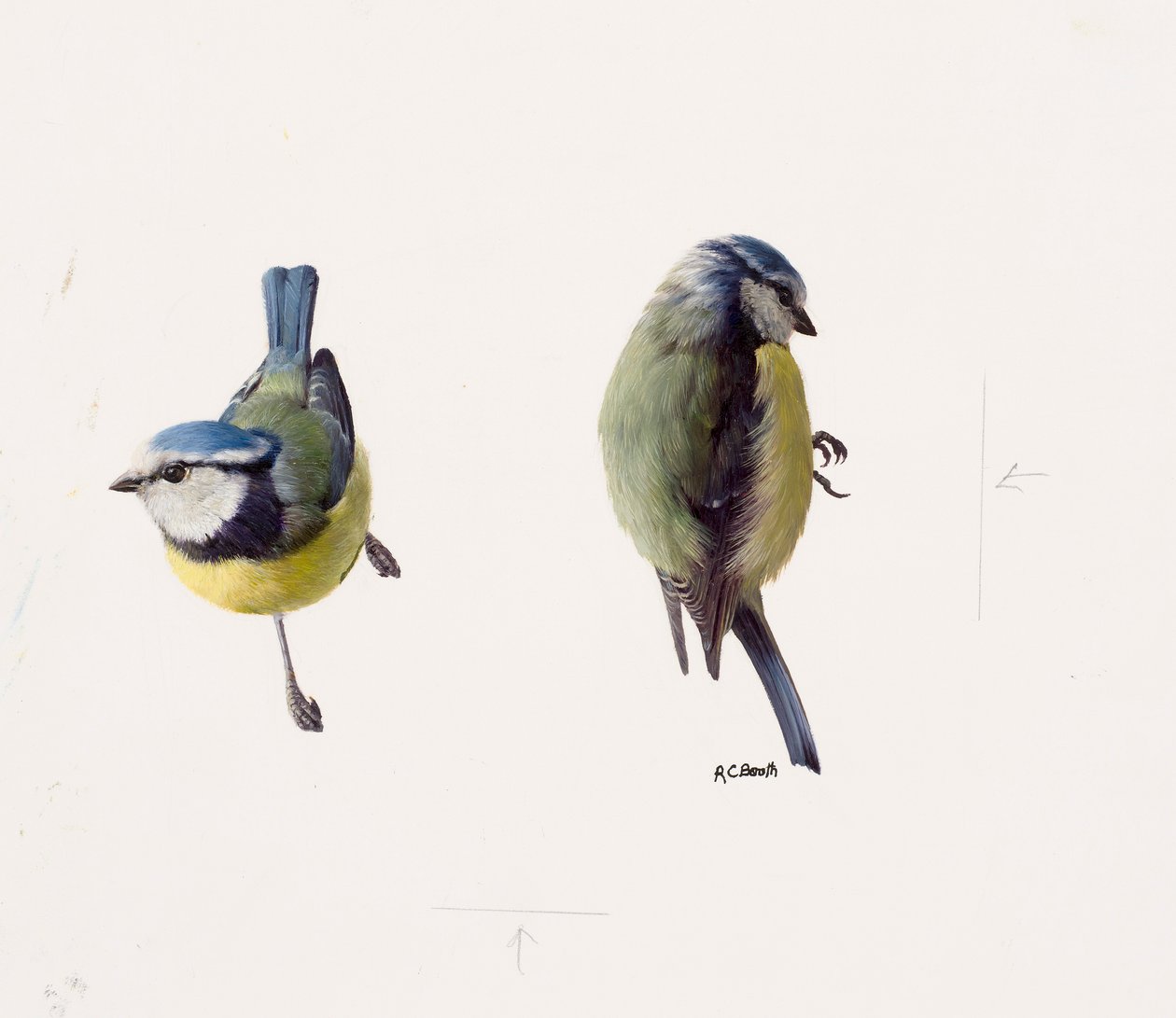 Twee studies van een pimpelmees (olieverf op papier) door Raymond Booth
