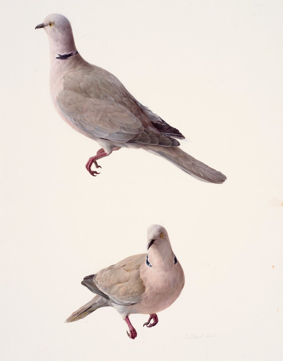 Twee studies van een gekraagde duif (olieverf op papier) door Raymond Booth