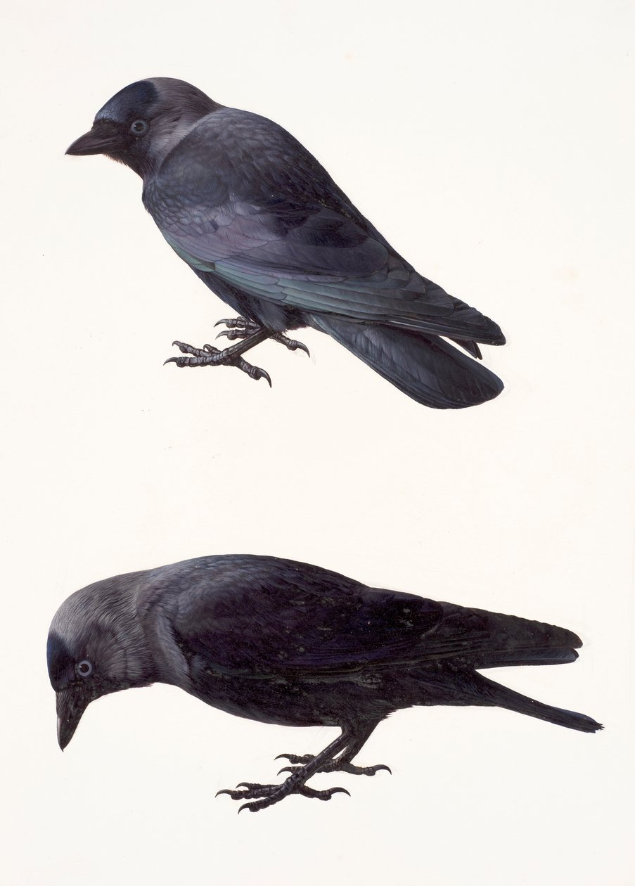 Twee studies van een kauw (olieverf op papier) door Raymond Booth