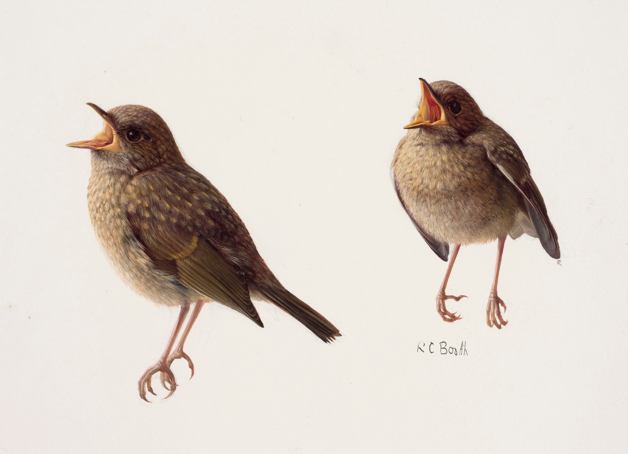 Twee studies van een jong roodborstje (olieverf op papier) door Raymond Booth