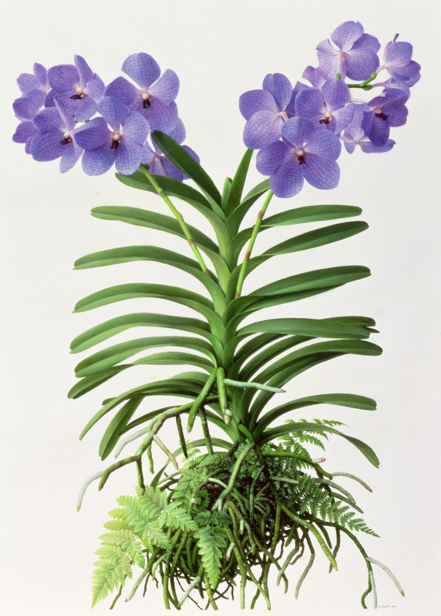 Vanda Rothschildiana door Raymond Booth
