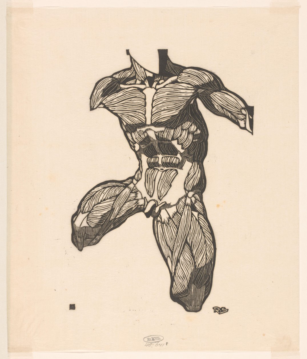 Anatomische studie van de nek-, buik- en bovenbeenspieren van een man door Reijer Stolk