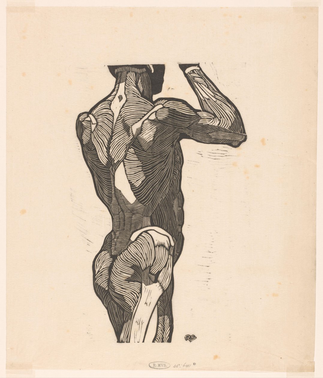 Anatomische studie van de rug- en bilspieren van een man door Reijer Stolk