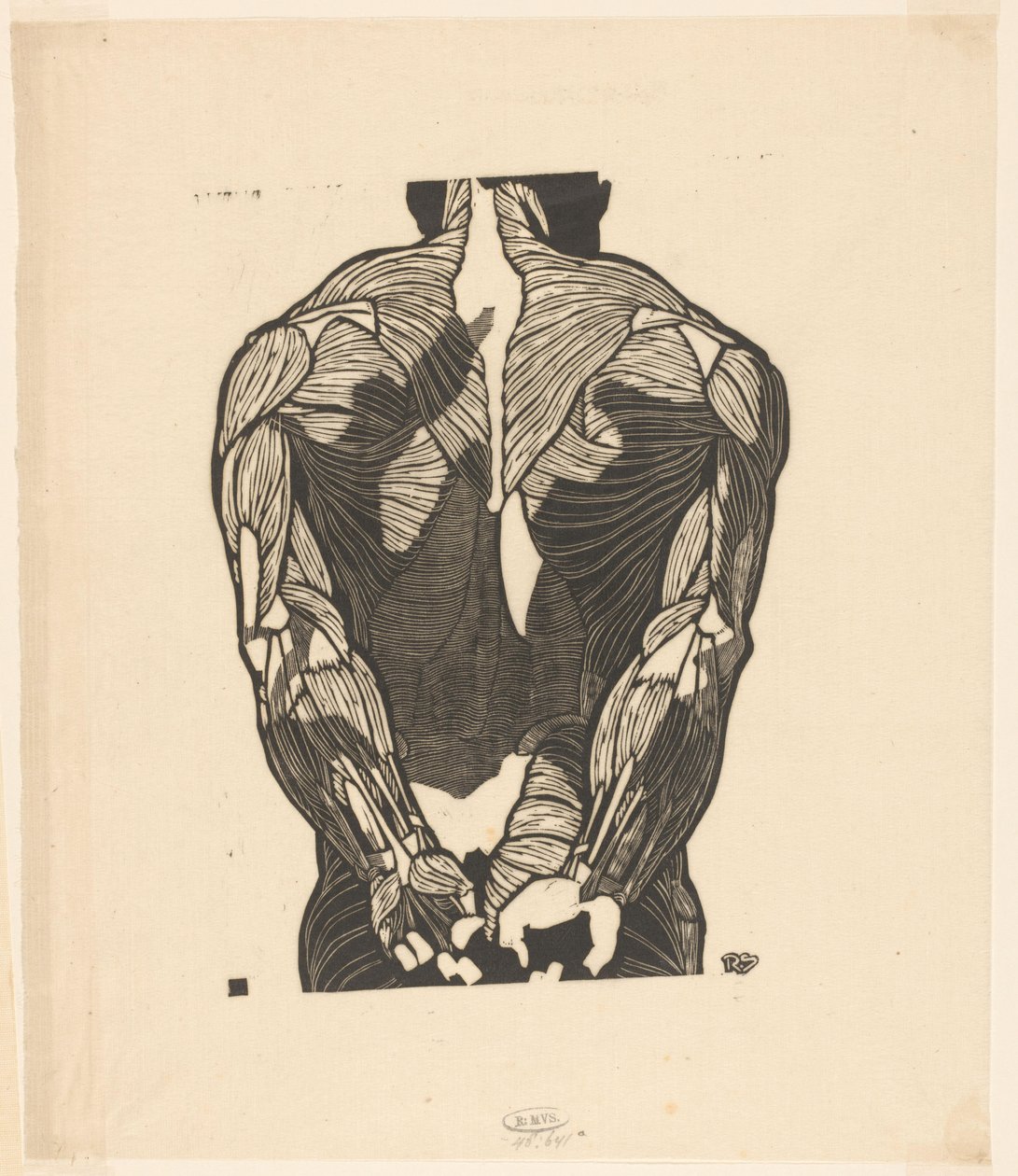 Anatomische studie van de rugspieren van een man door Reijer Stolk