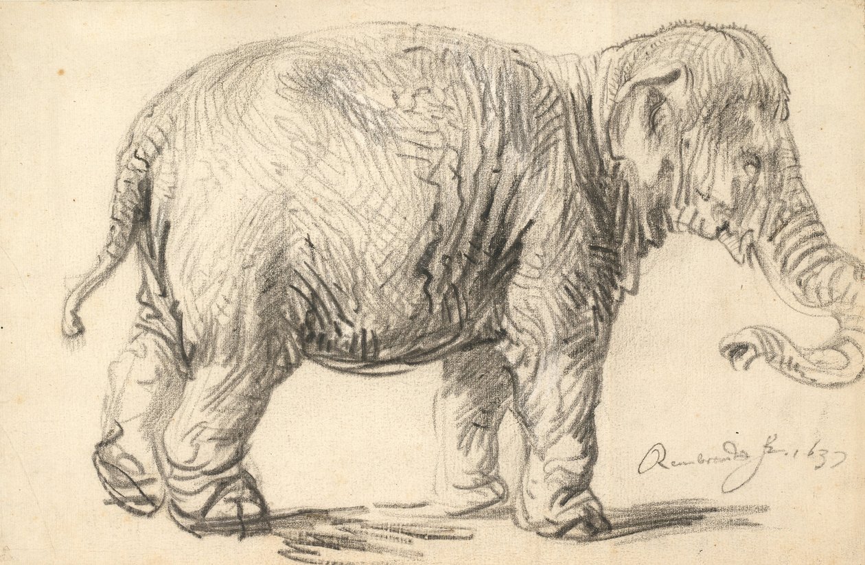 Een olifant door Rembrandt van Rijn