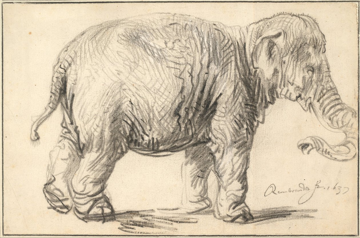 Een Olifant, 1637 door Rembrandt van Rijn