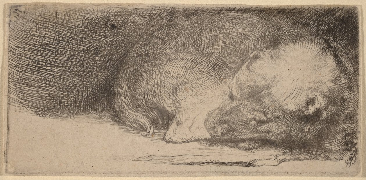 Slapende puppy door Rembrandt van Rijn