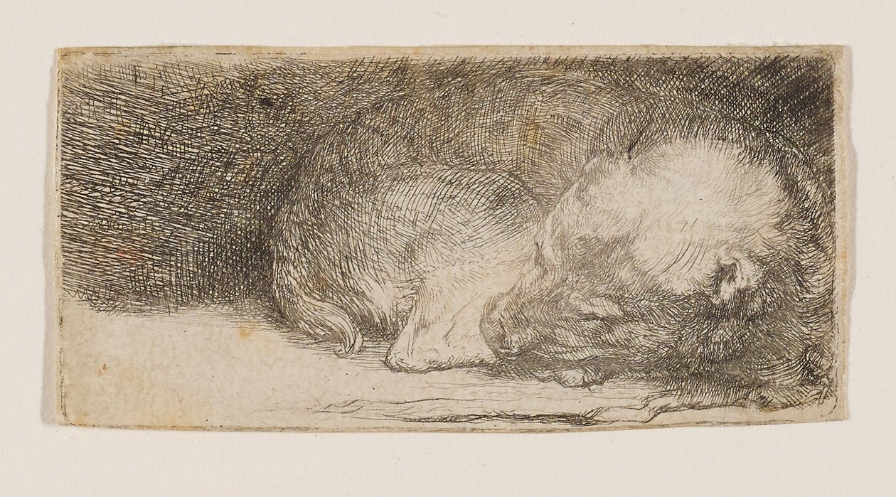 Slapende puppy door Rembrandt van Rijn