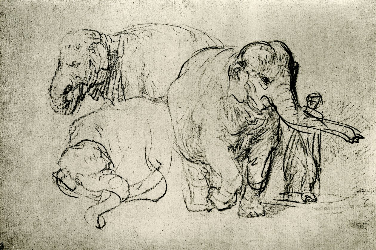 Studie van olifanten door Rembrandt van Rijn