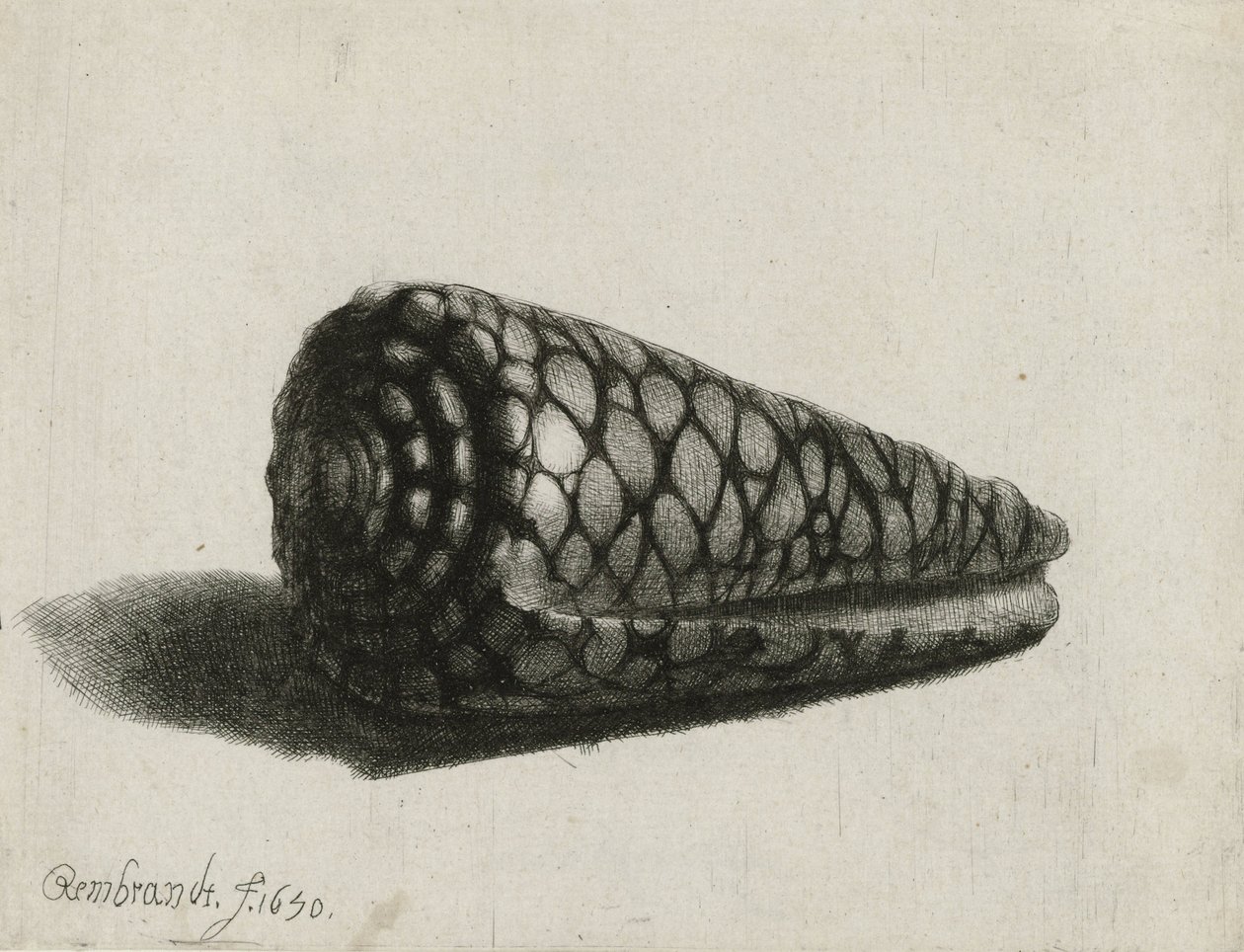 De schelp (Conus marmoreus), 1650 door Rembrandt van Rijn