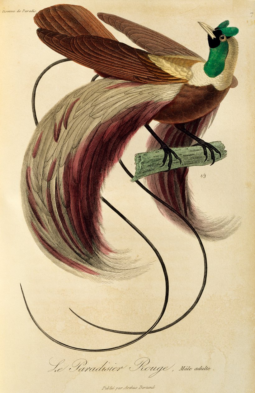 Volwassen mannelijke Rode Paradijsvogel (Paradisaea rubra), gravure uit Histoire naturelle des oiseaux de paradis et des epimagues door René Primevère Lesson