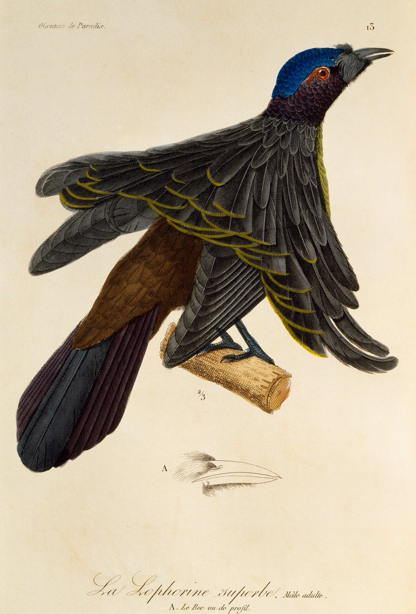 Volwassen mannelijke Superparadijsvogel (Lophorina superba), gravure uit Histoire naturelle des oiseaux de paradis et des epimagues door René Primevère Lesson