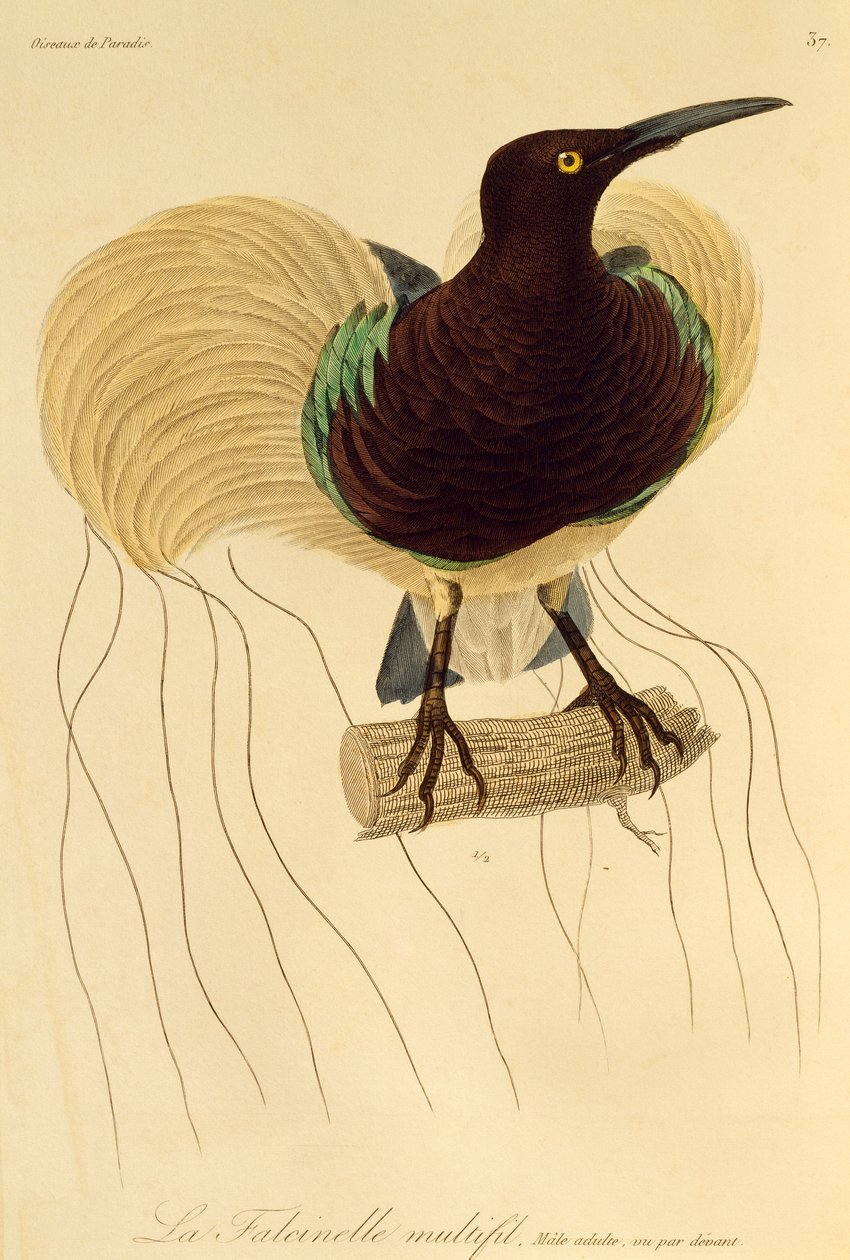 Volwassen mannetje van Twaalfdradige Paradijsvogel (Seleucidis melanoleuca), gravure uit Histoire naturelle des oiseaux de paradis et des epimagues door René Primevère Lesson