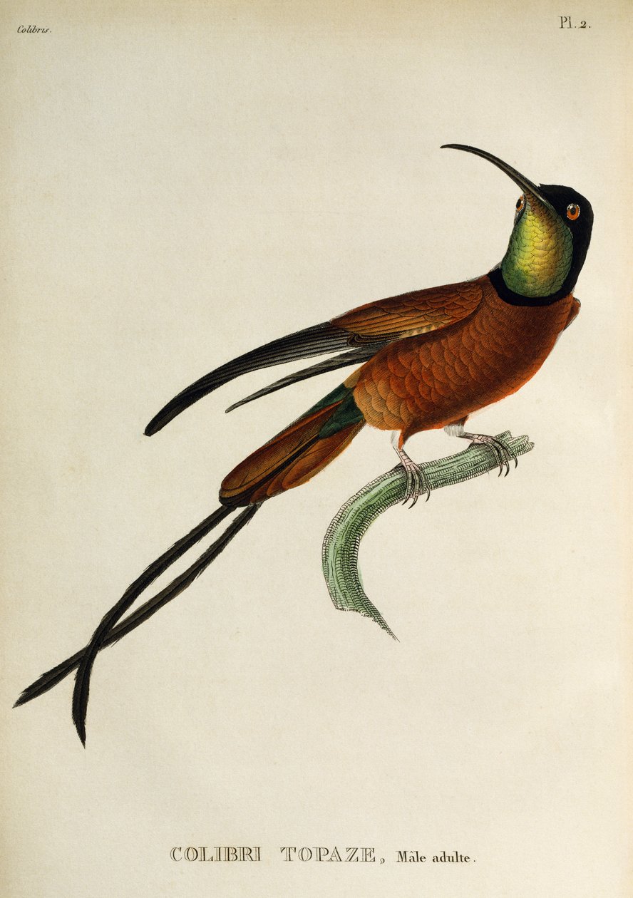 Crimson Topaz (Topaza pella), gravure uit Les trochilidees ou les colibris et les oiseaux-mouches door René Primevère Lesson