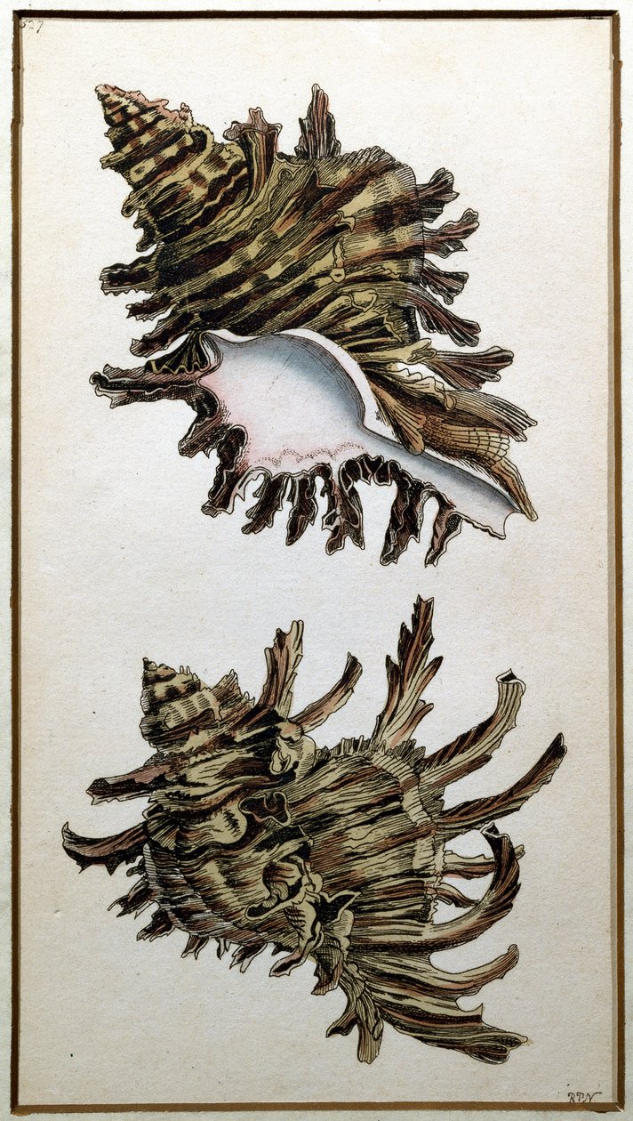 Conch schelp, uitgegeven door Shaw, ca. 1790-1820 door Richard Polydore Nodder