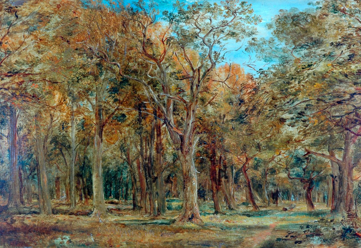 Sherwood Forest door Richard Sebastian Bond