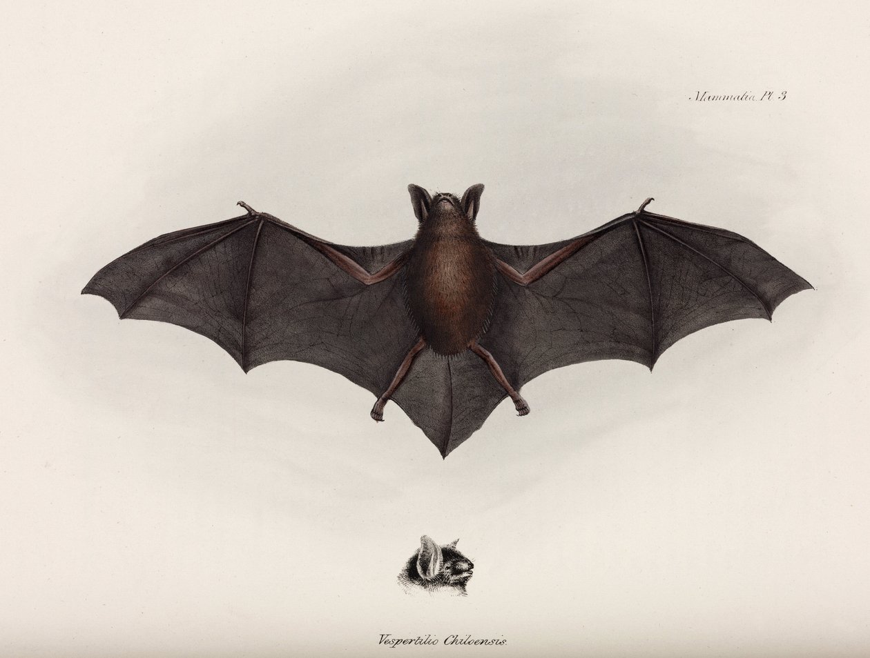 Vleermuis, Zuid-Amerika, ca. 1832-1836 door John Pardon