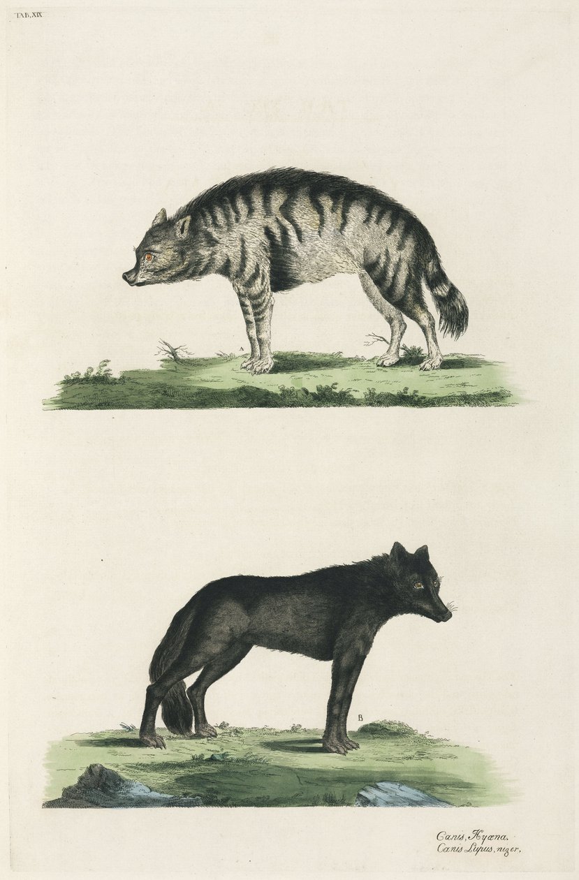 Hyena en wolf door John Pardon