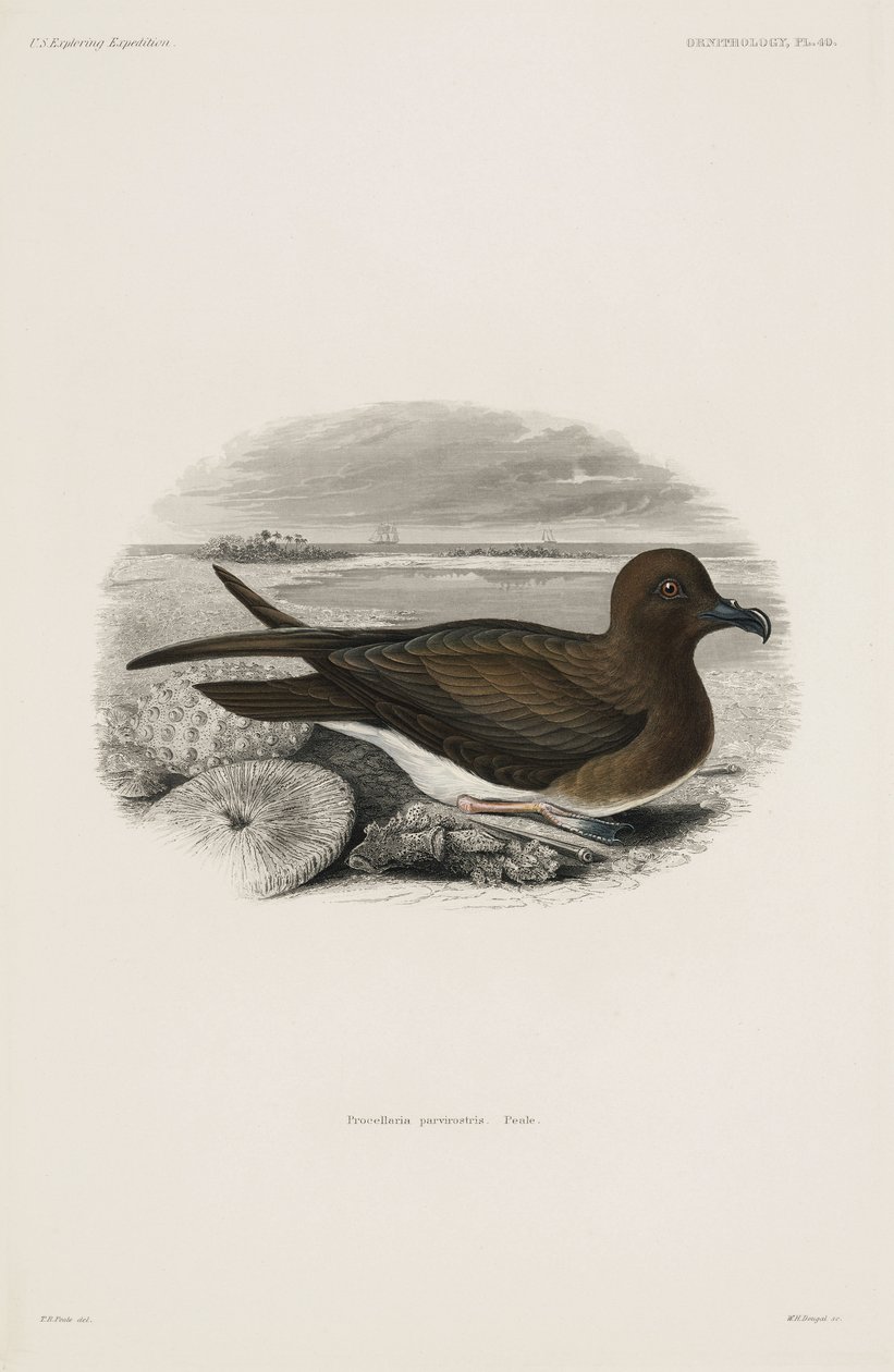 Stormvogel door John Pardon