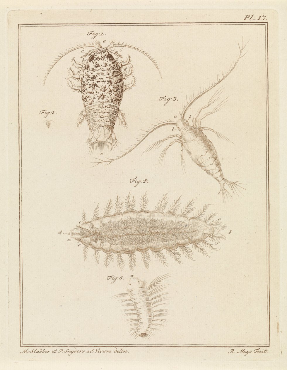 Agaatpissebed, copepode en borstelworm door Robbert Muys