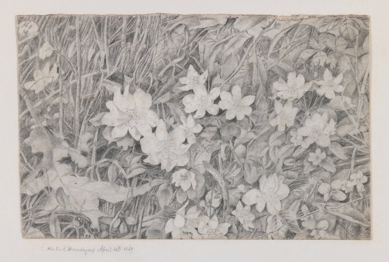Anemonen, 15 april 1867 door Robert B. Brandegee