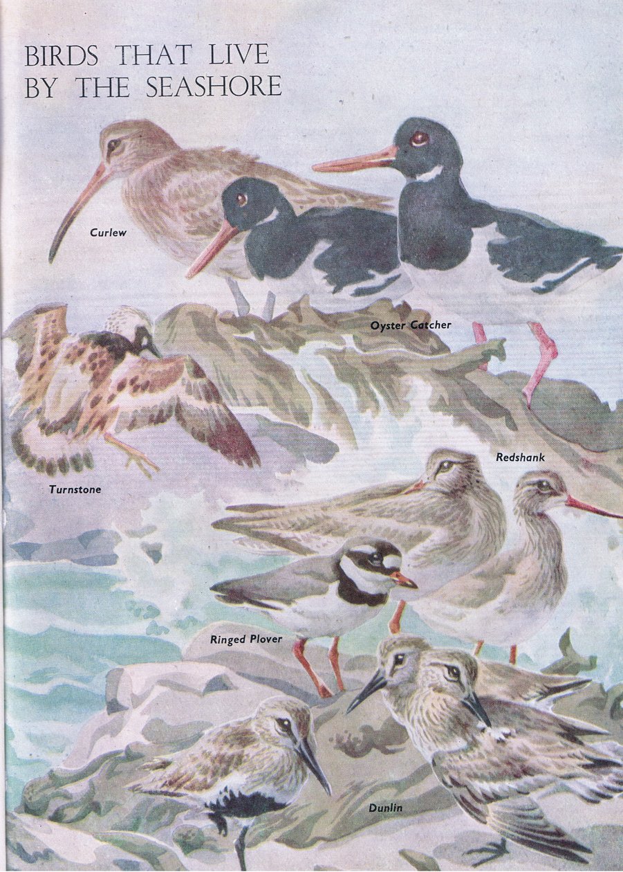 Vogels die aan de kust leven, illustratie uit Het Natuurboek voor Kinderen gepubliceerd door Odhams, 1958 door Robert George Talbot Kelly