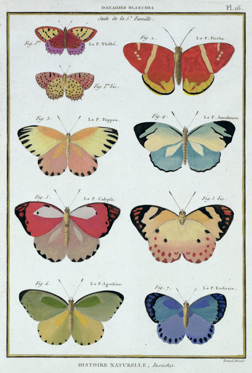 Vlinders uit 